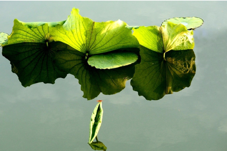 1627977237727215.png 微信圖片_20210803155118.png